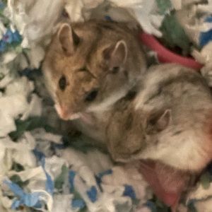 Meet your Posher, Max